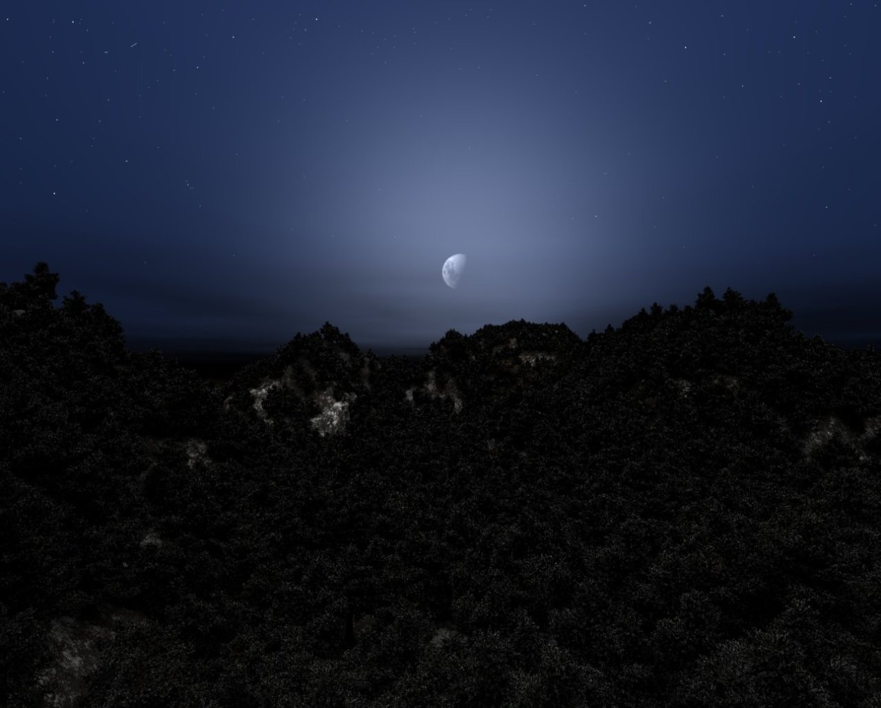 Night Forest