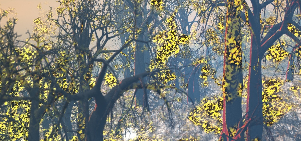 Forest Fire