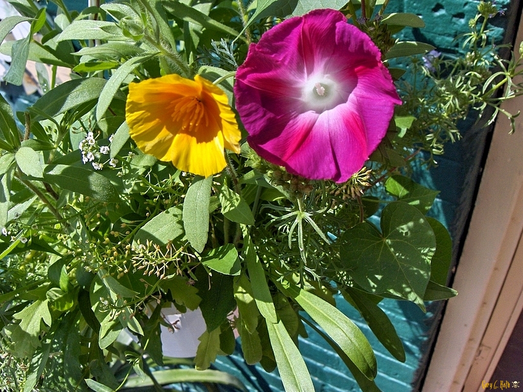 Morning Glory