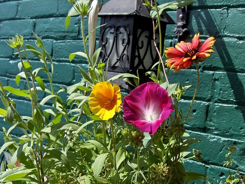 Wild Flowers