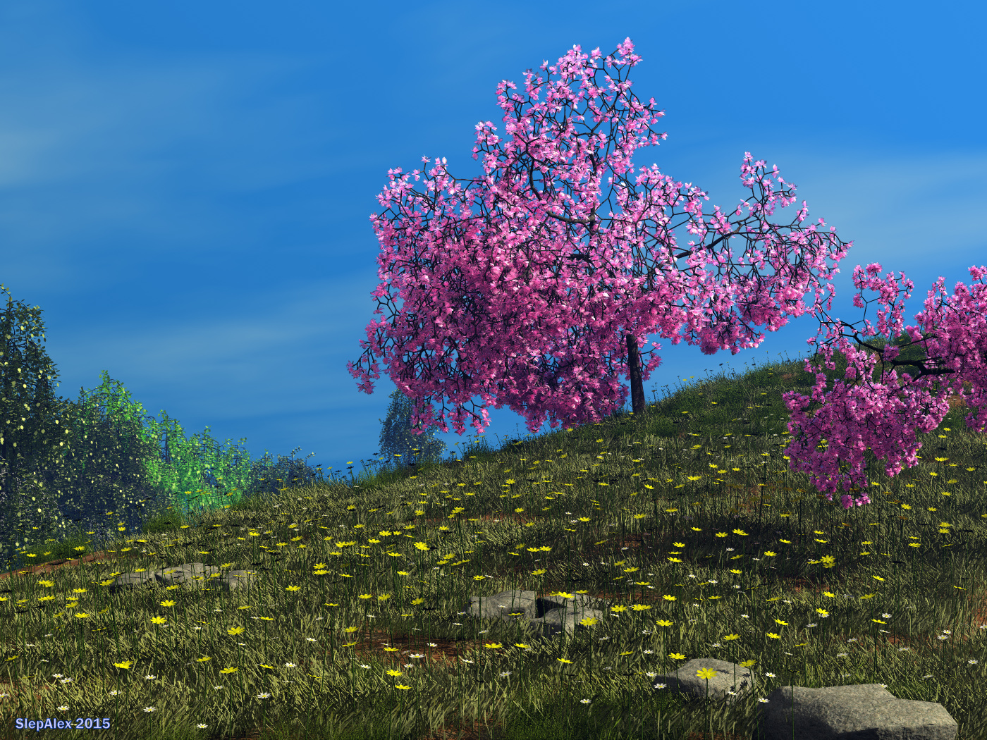Cherry blossoms
