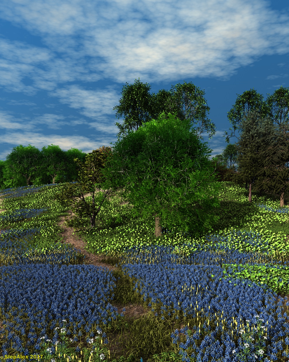 Wildflowers