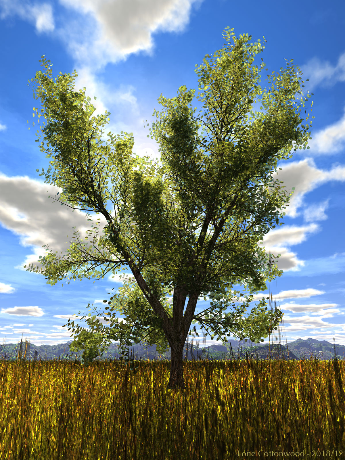 Lone Cottonwood