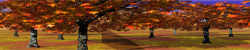 Trees