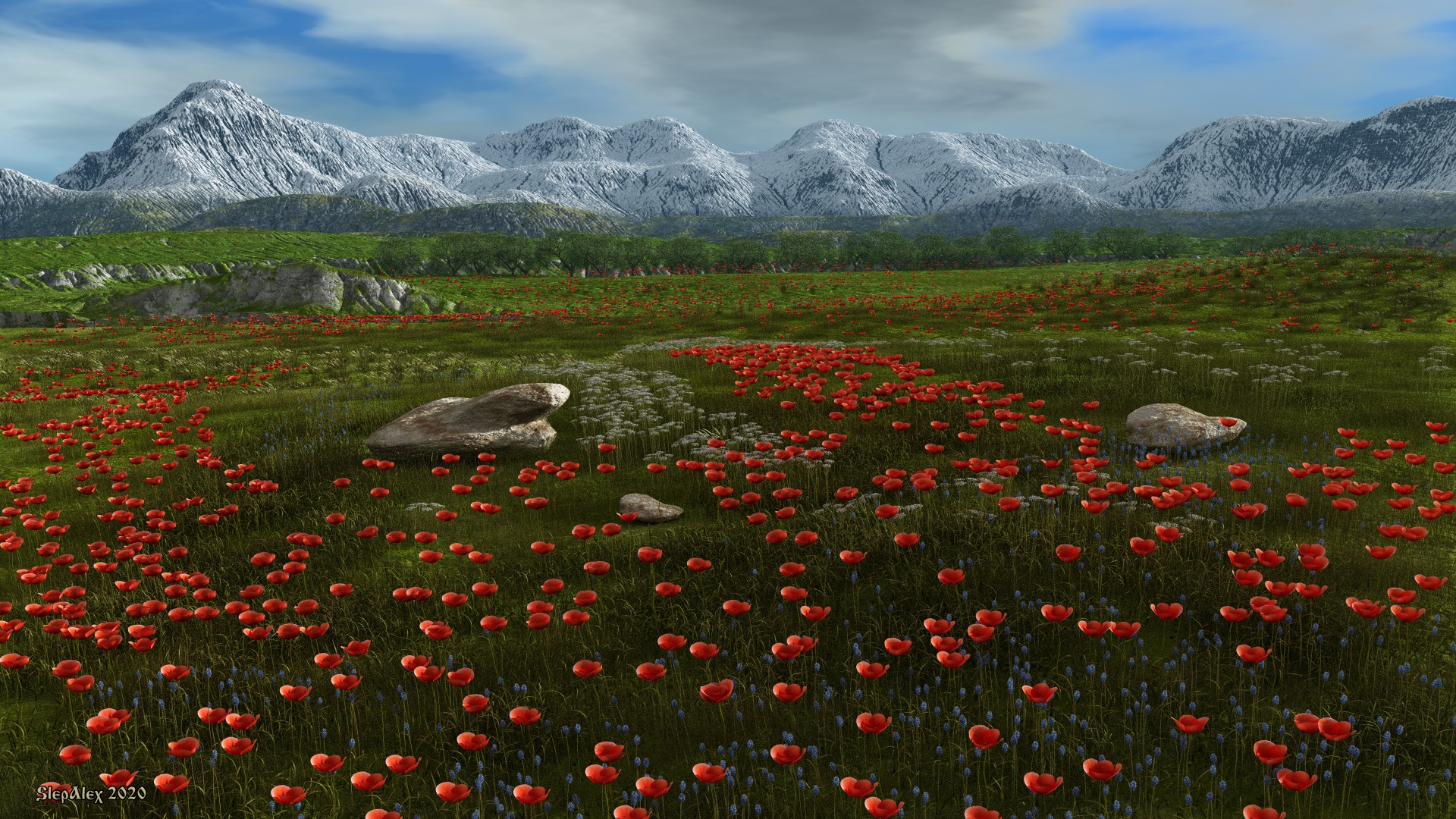 Poppy expanse