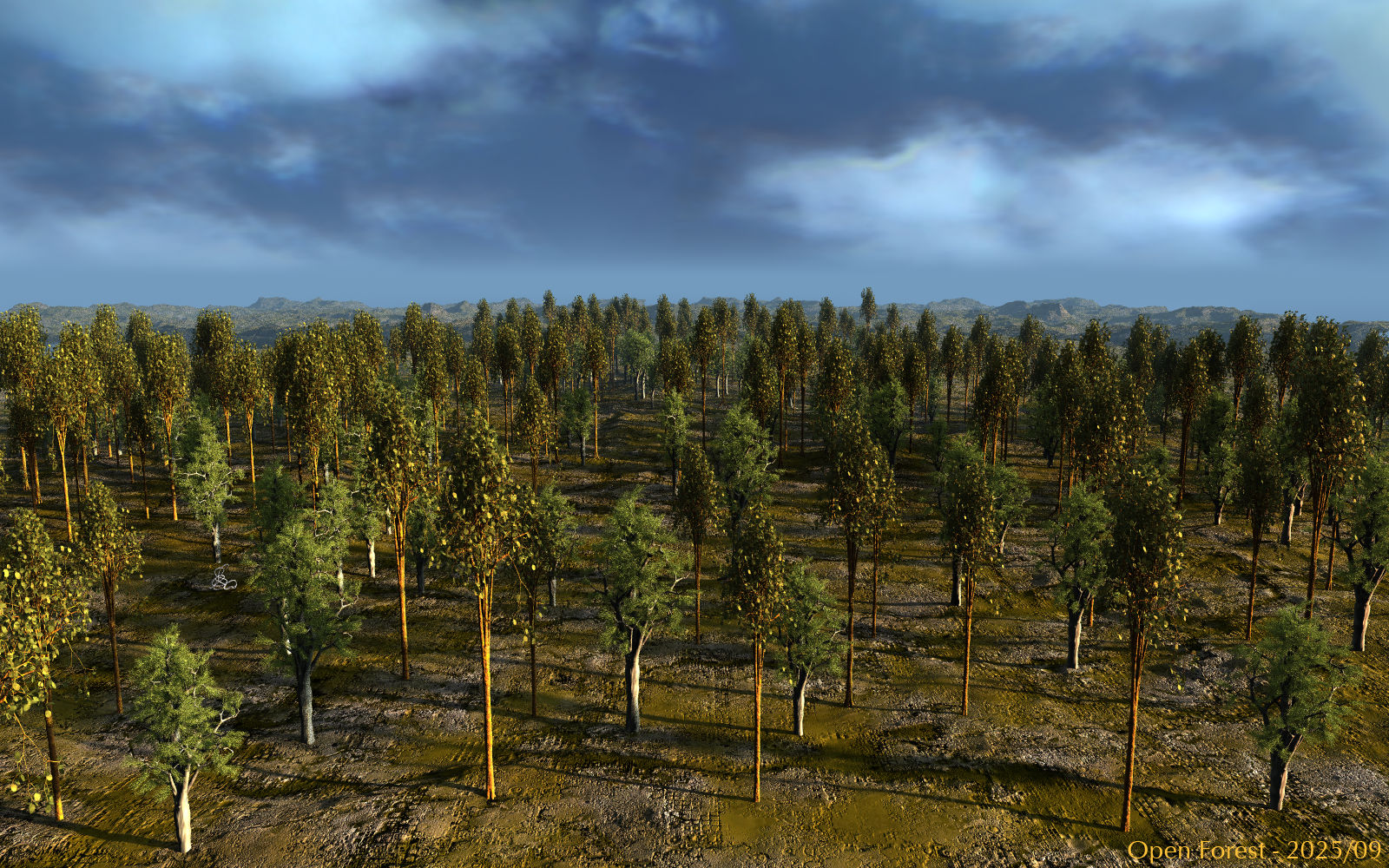 Open Forest