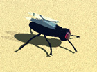 fly in your eye