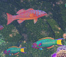 Cape Tribulation