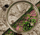 arachnophilia
