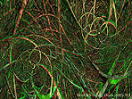 Weird Jungle