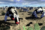 heard of cowhands ?