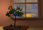 Bonsai Near Window