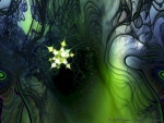 A Starseed Forms