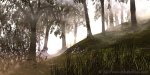 Morning sunlight in the woods