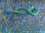 Emerald Snakes