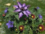 Purple Serenity