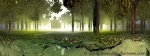Woodland Panoramic Projection