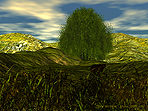 The Willow