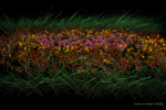 Flower Garden (Maya 5)