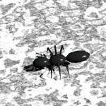 Ants Go Marching