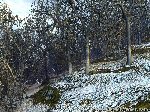 Winter Woodlands