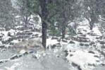 Winter Up in Mountain