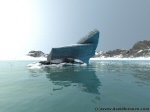Ice Calf
