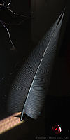 Feather