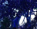 Crystal Forest