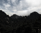 Forest v4