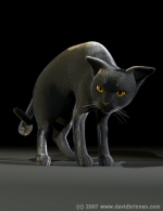 Millennium Cat in Carrara 6 pro