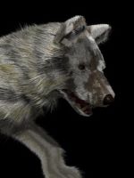 Wolf test