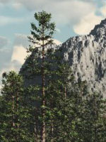 Snow Mountain