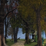 Morning Walk