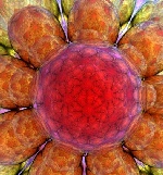 Flower Abstract