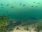 SeaBass Rule
