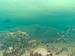 Murky Waters