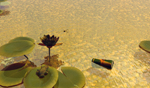 calmdwan -