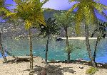 Palms