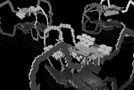 Replicator Bugs