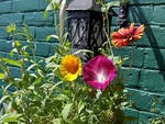 Wild Flowers