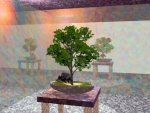 Bonsai