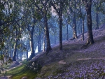 Woodlands (blue bell version)