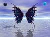 Butterfly Wings