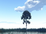 Lonely Birch