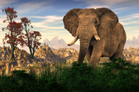 Elephant