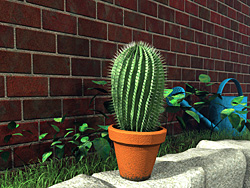 My little garden