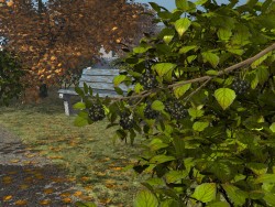 Autumn motive