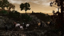 Horses new