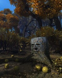The guard of the bewitched forest
